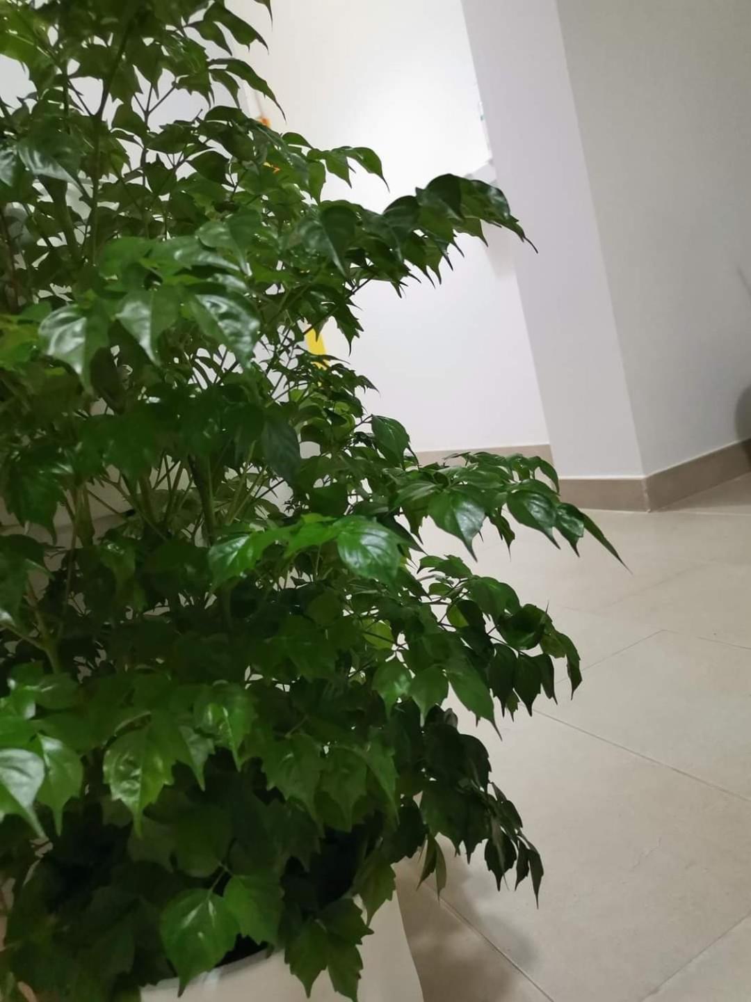 Montesarchiorooms Dış mekan fotoğraf